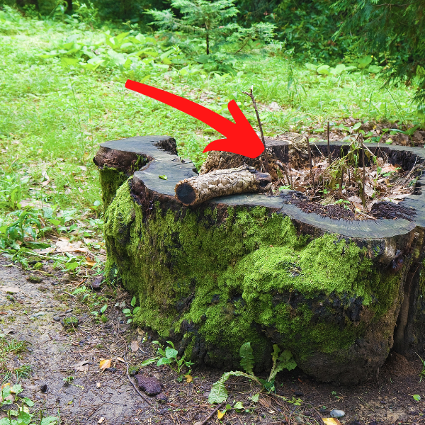 Hiding a Spare Key Outside - an arrow pointing to a cavity in a tree stump